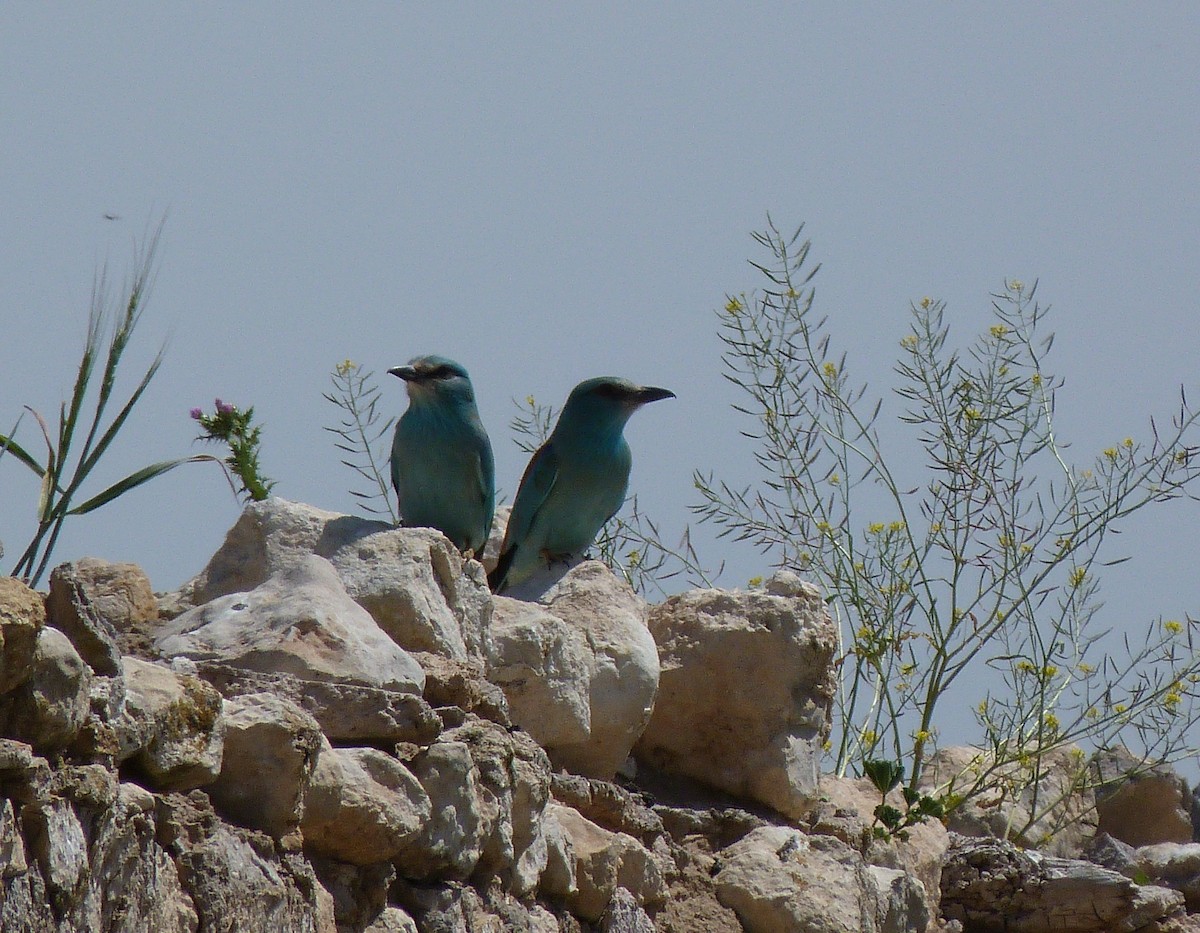 ニシブッポウソウ - ML634651213