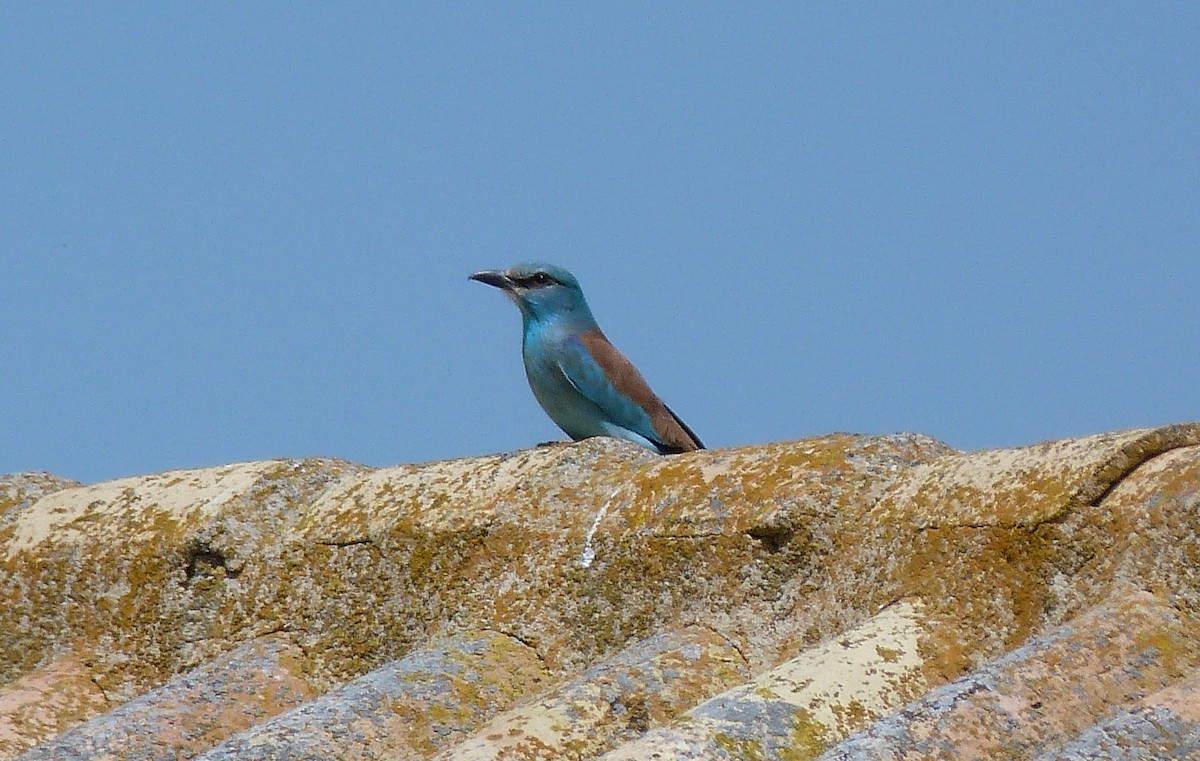 ニシブッポウソウ - ML634651219