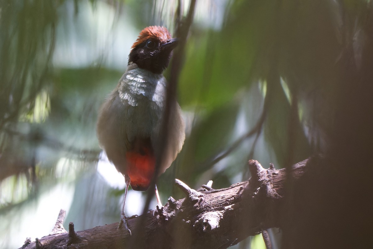 Western Hooded Pitta (Chestnut-crowned) - ML634651221