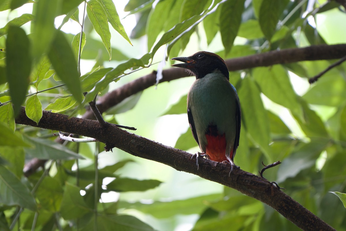Western Hooded Pitta (Chestnut-crowned) - ML634651225