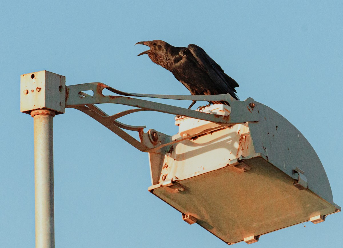 Corvo collobruno - ML634651237