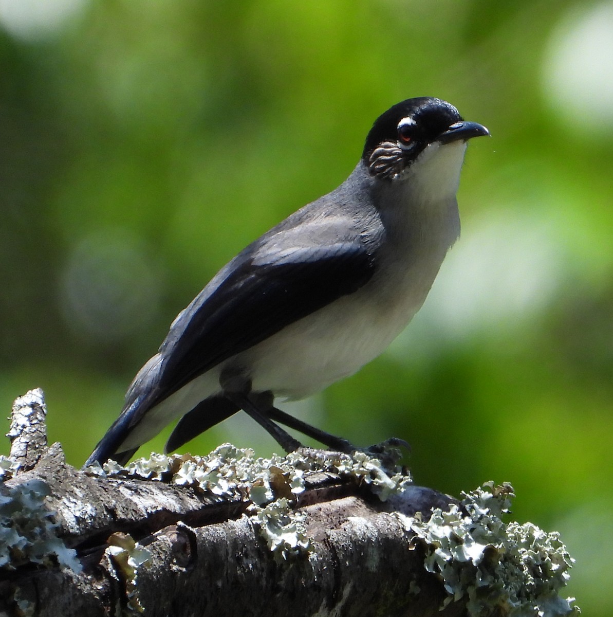 Black-headed Sibia (Lang Bian) - ML634651239
