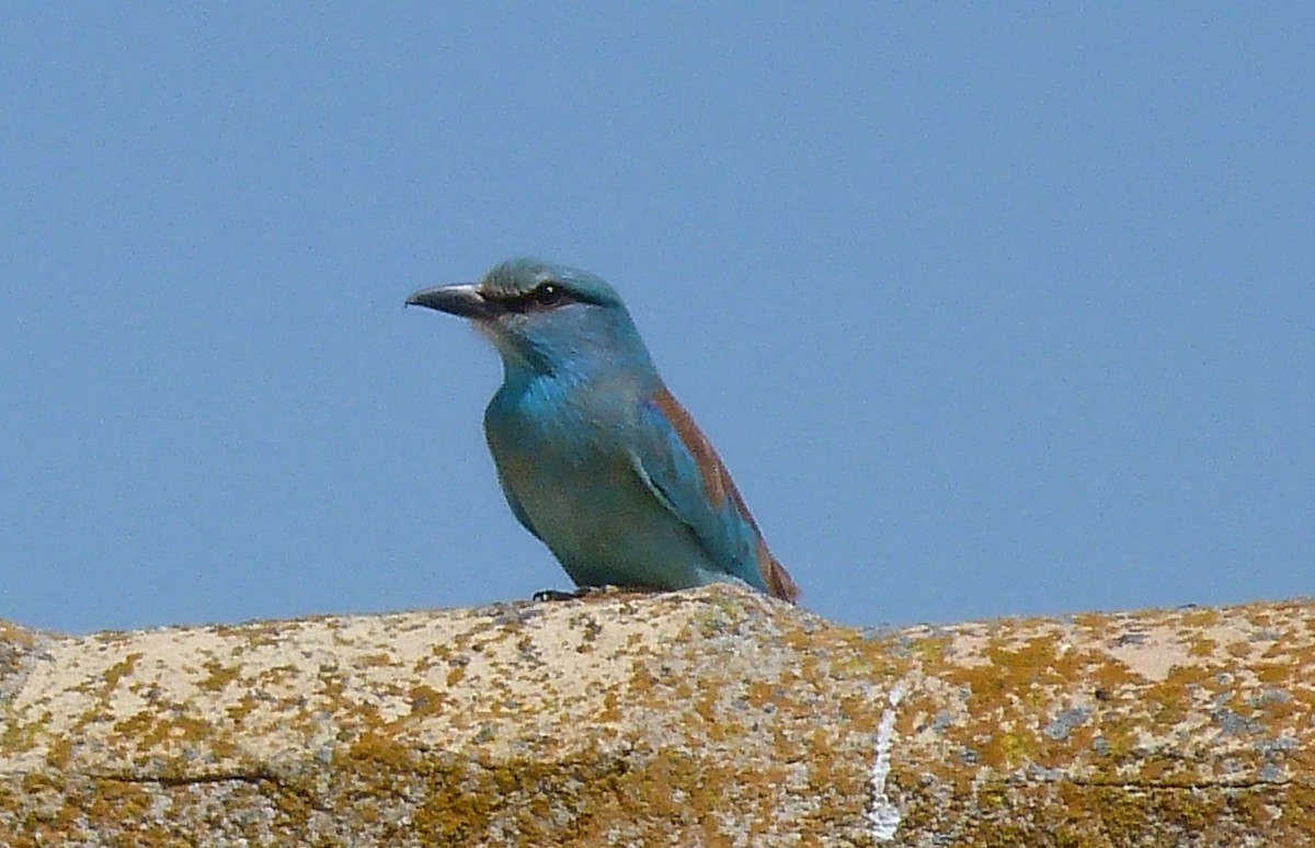 ニシブッポウソウ - ML634651265