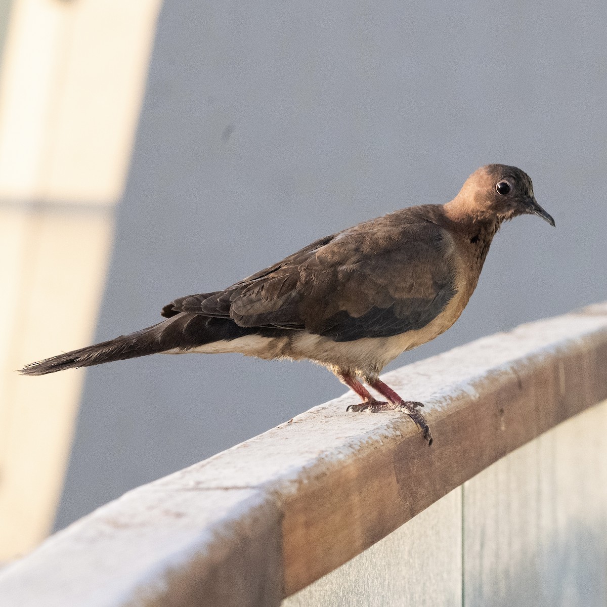 Tortora delle palme - ML634651270