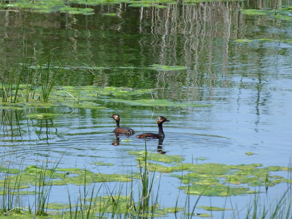 ハジロカイツブリ - ML634651277