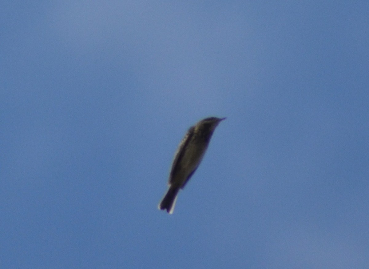 Red-throated Pipit - ML634651286