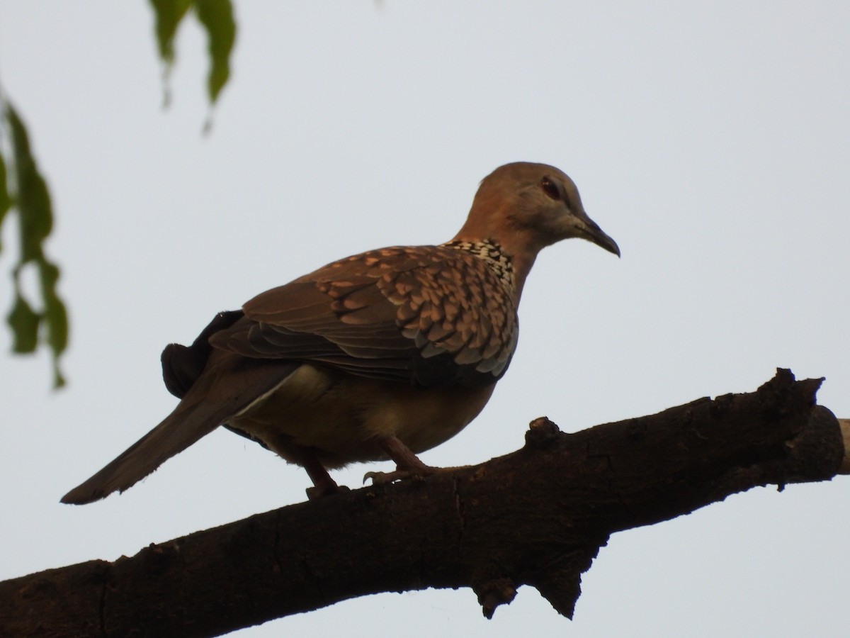 Spotted Dove - ML634651398