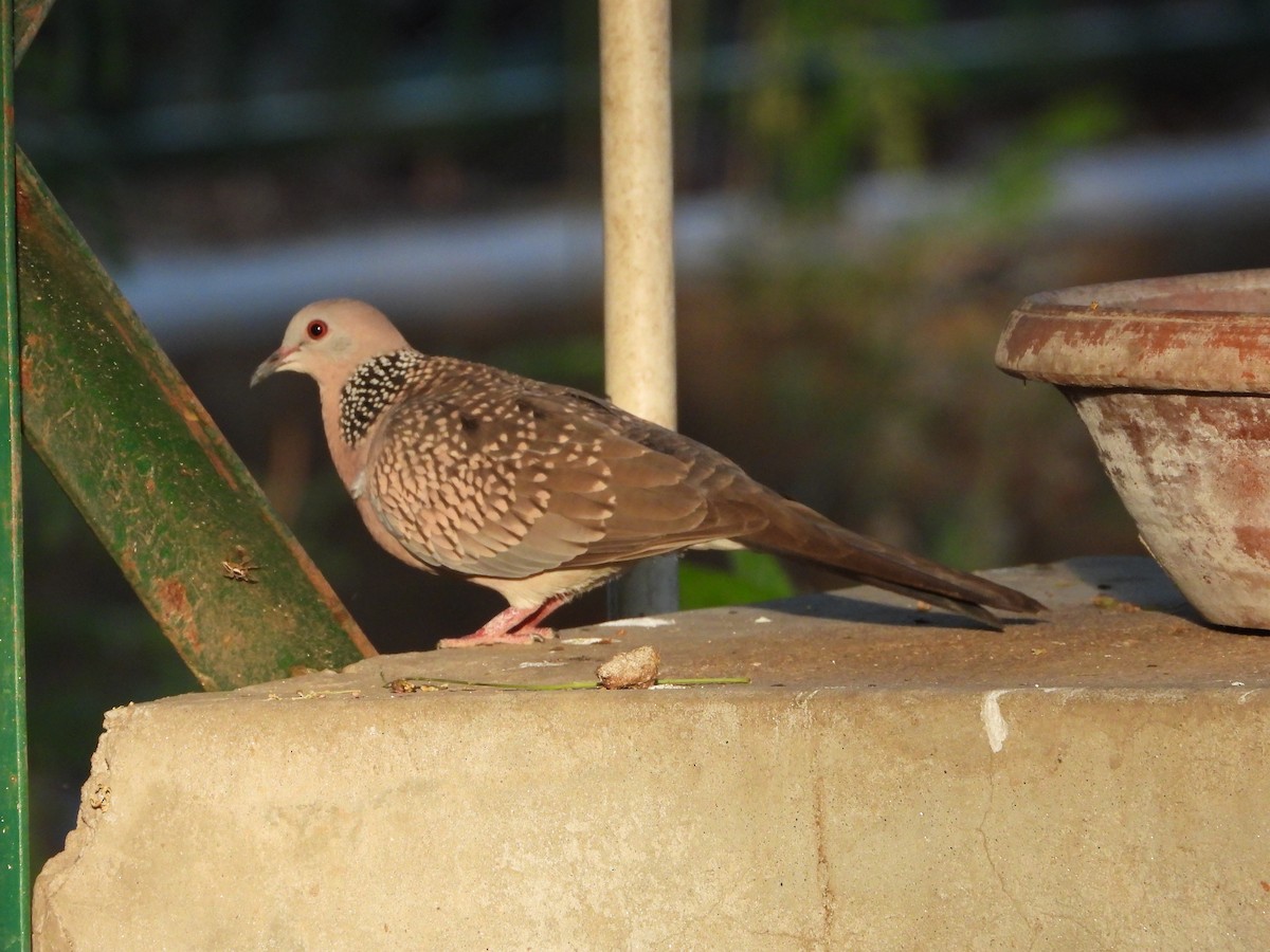 Spotted Dove - ML634651399