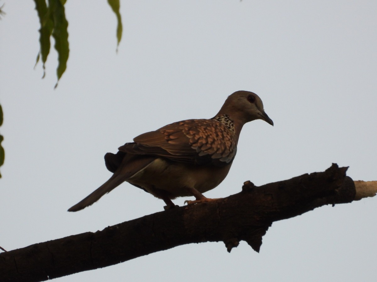 Spotted Dove - ML634651400