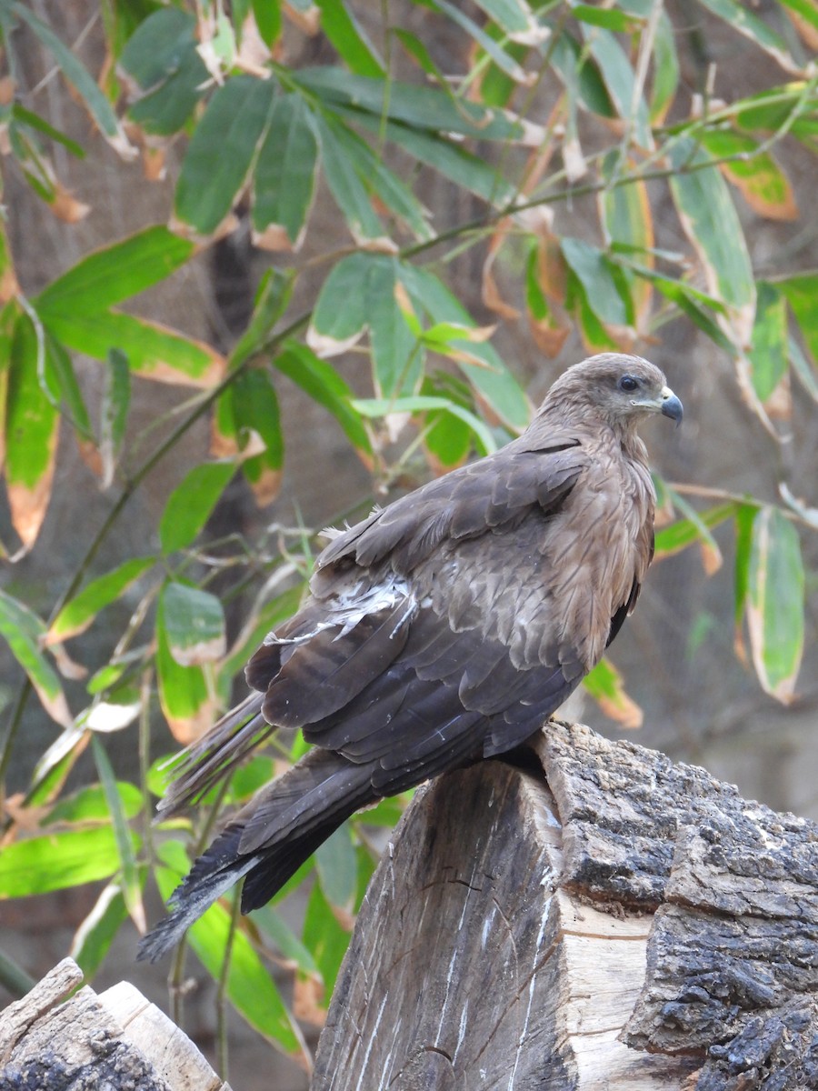Black Kite - ML634651405