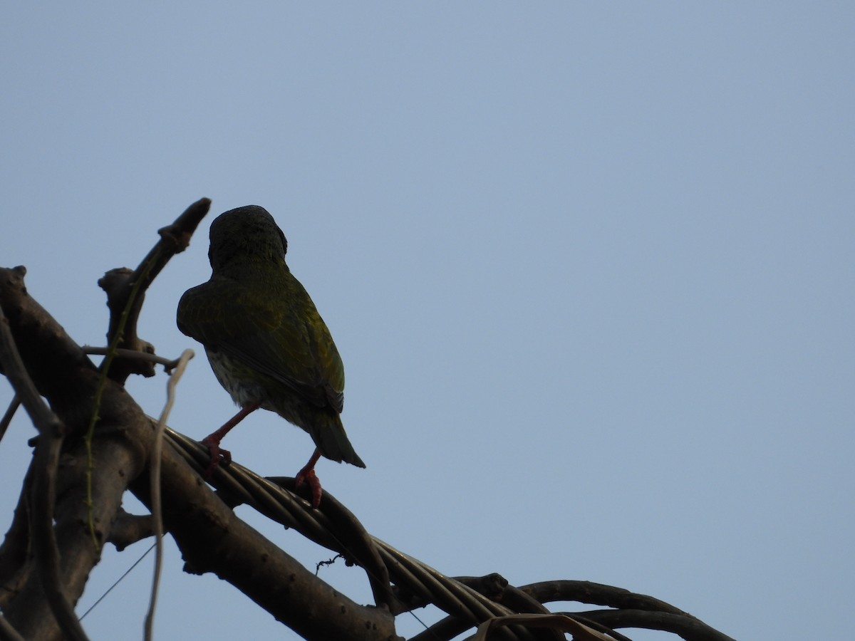 Coppersmith Barbet - ML634651408