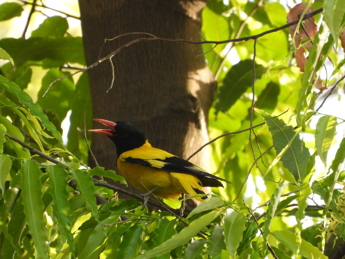Black-hooded Oriole - ML634651416