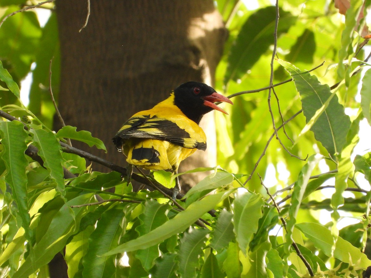 Black-hooded Oriole - ML634651417
