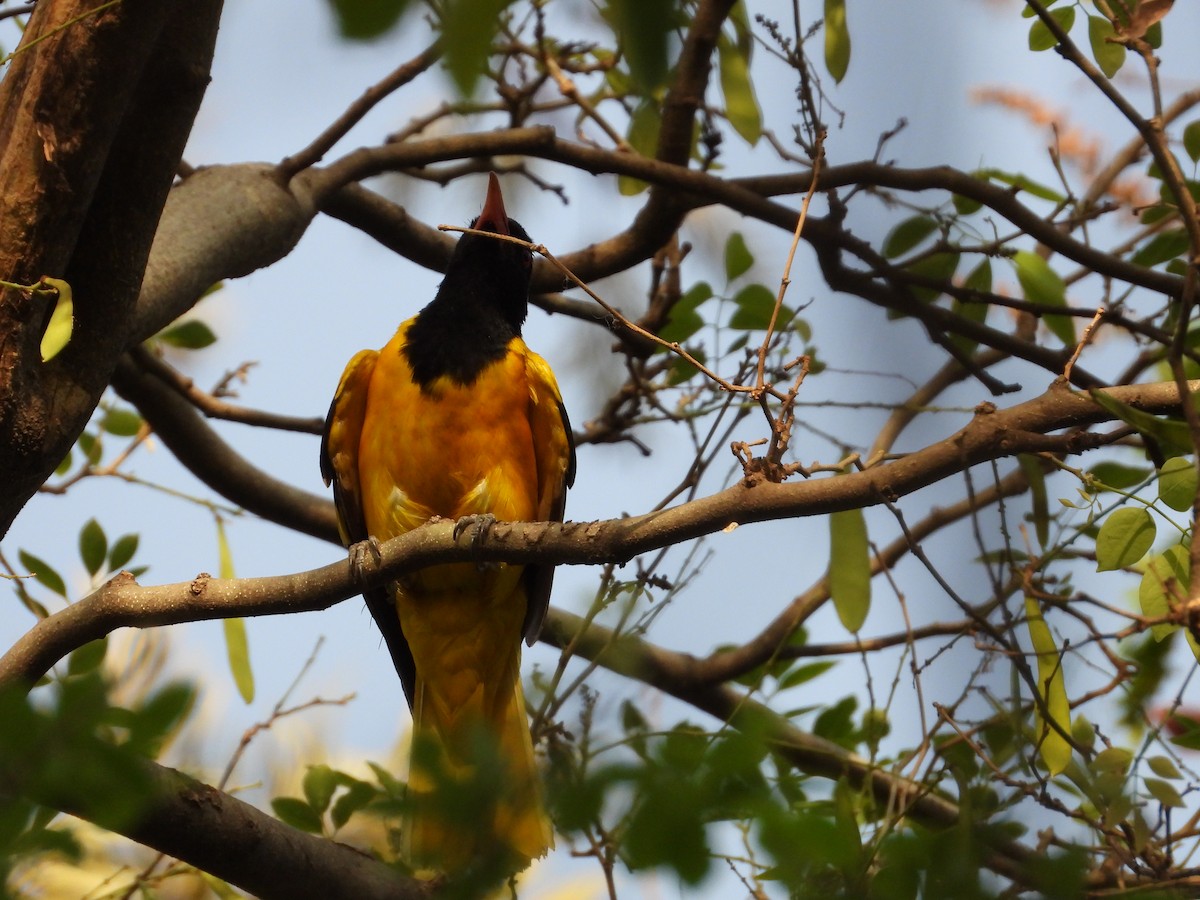 Black-hooded Oriole - ML634651419