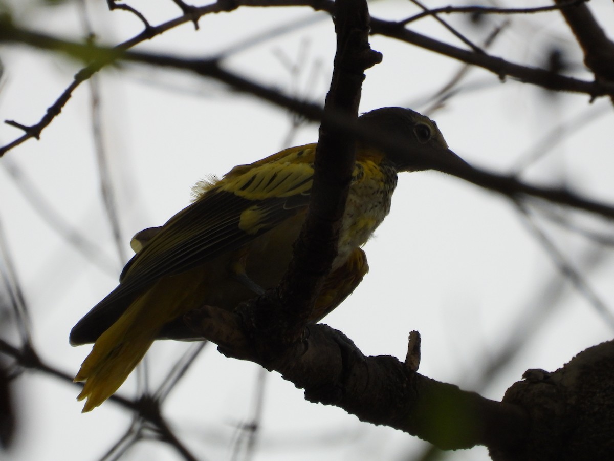 Black-hooded Oriole - ML634651420