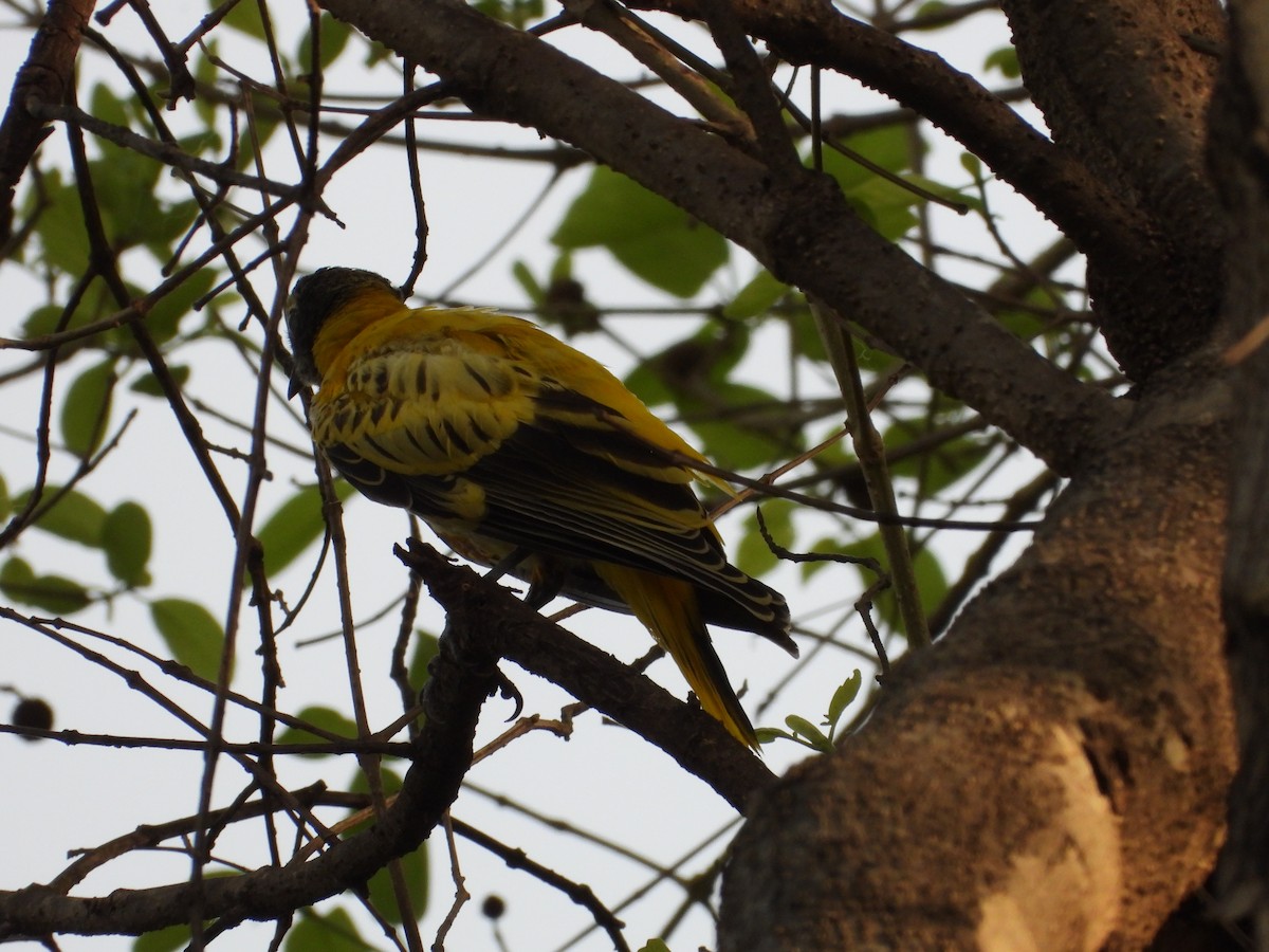 Black-hooded Oriole - ML634651422