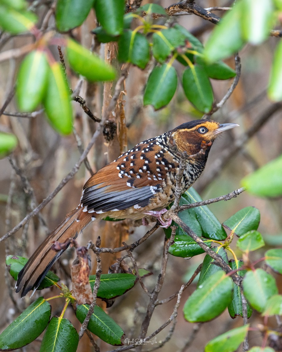 Spotted Laughingthrush - ML634651428