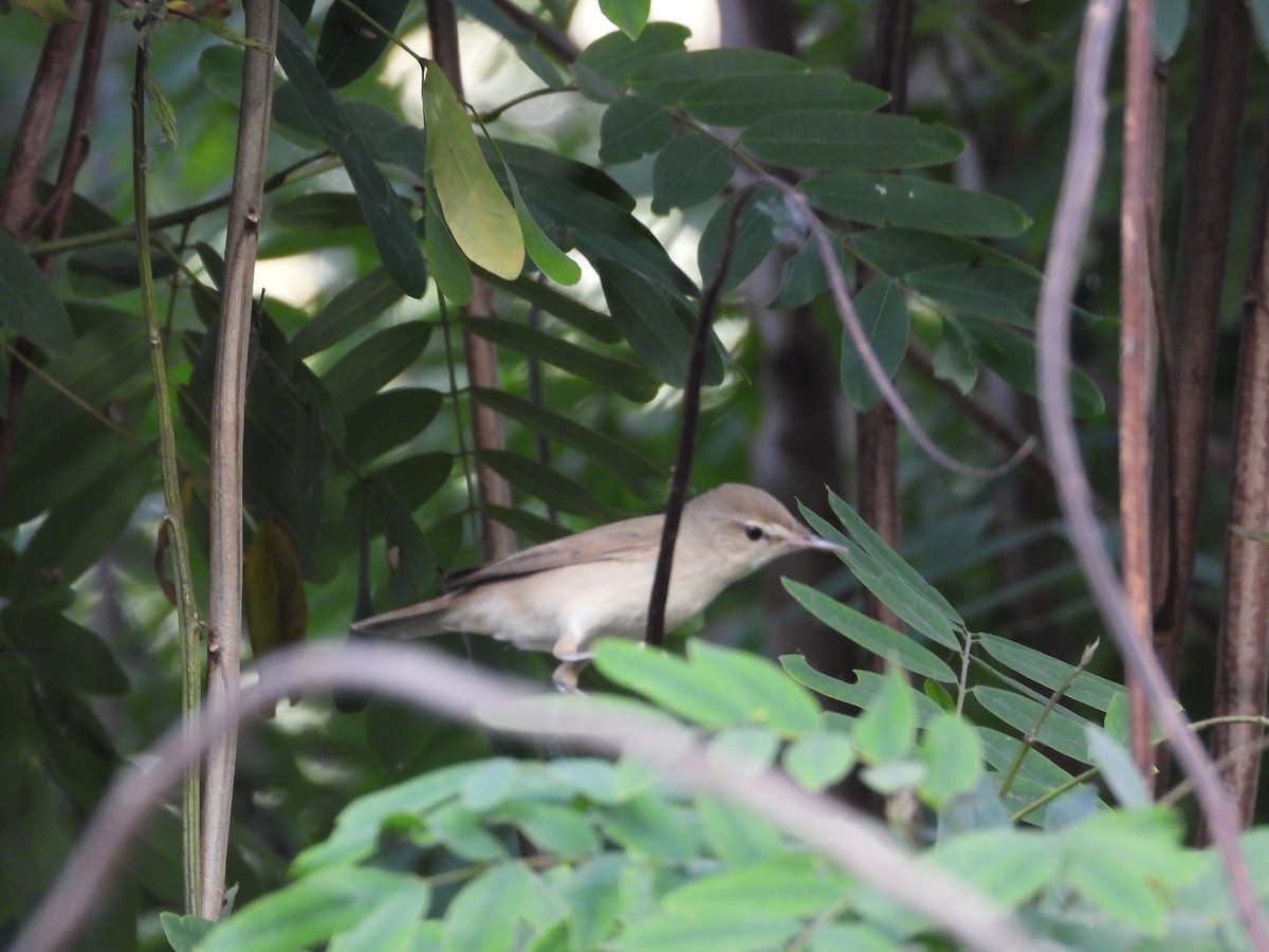 Blyth's Reed Warbler - ML634651430