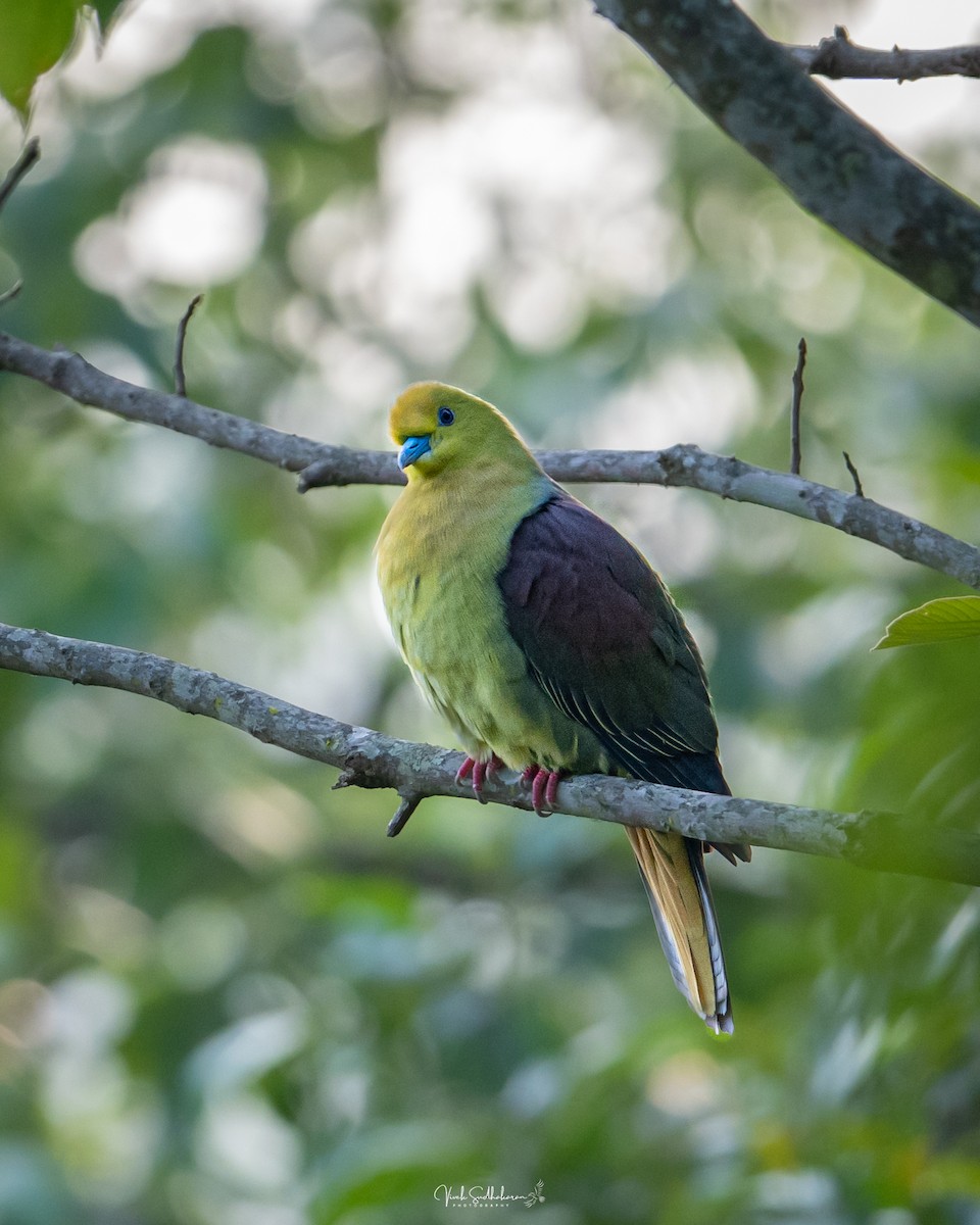 Wedge-tailed Green-Pigeon - ML634651449