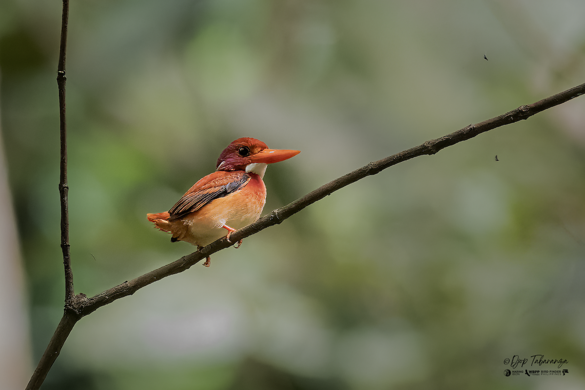 Philippine Dwarf-Kingfisher (Mindanao) - ML634651473