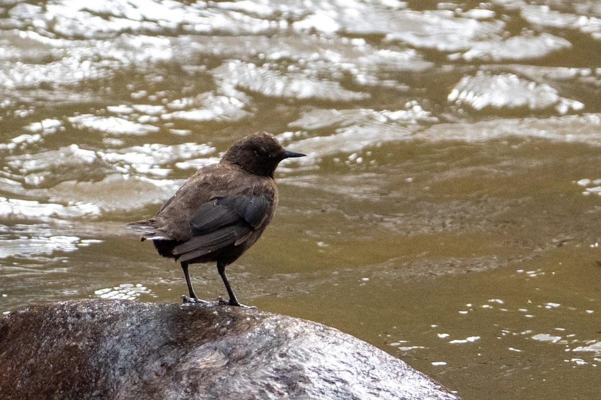 Brown Dipper - ML634651479