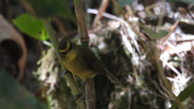 Yellow-bellied Chat-Tyrant - ML634651490