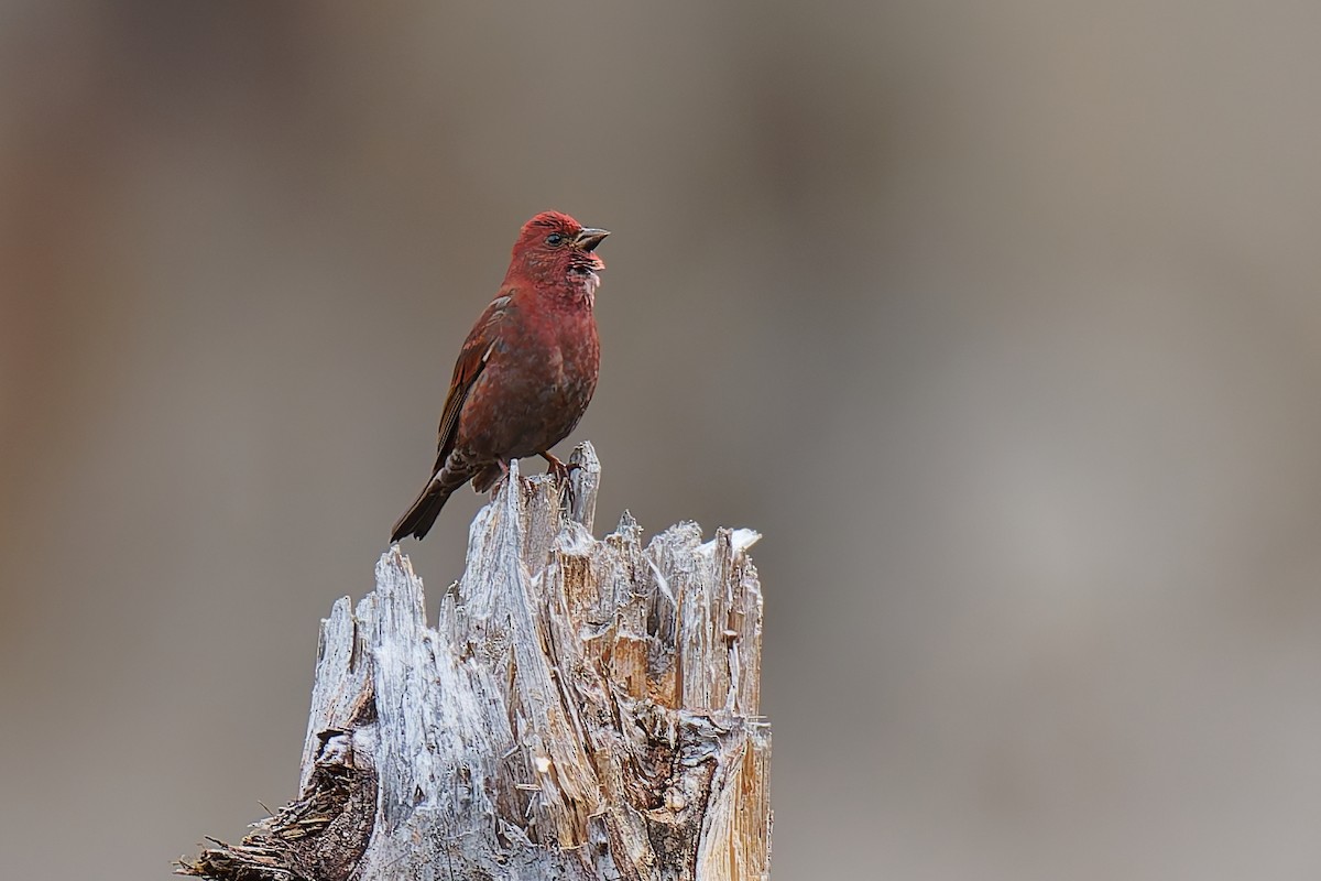Blanford's Rosefinch - Vincent Wang
