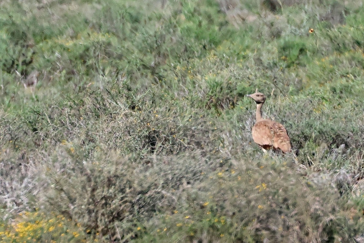 Karoo Bustard - ML634651596