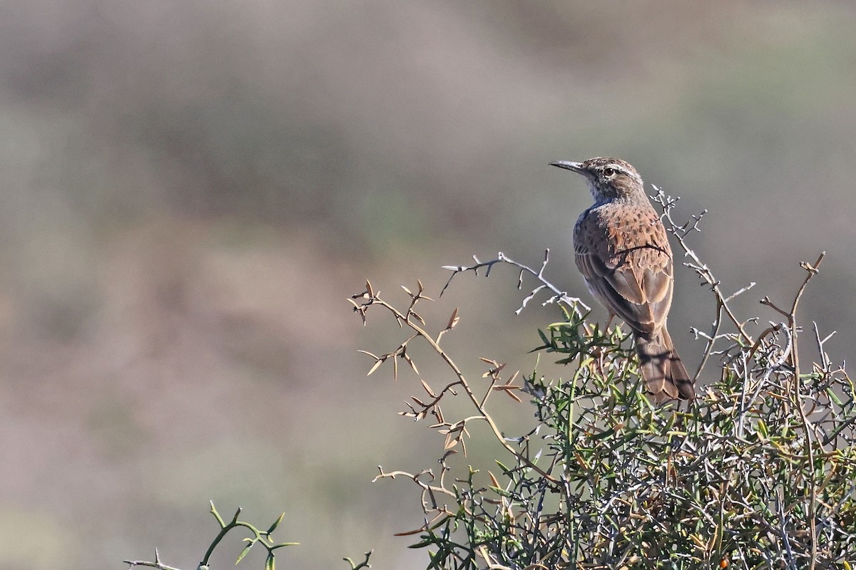 Karoo Long-billed Lark (Karoo) - ML634651607