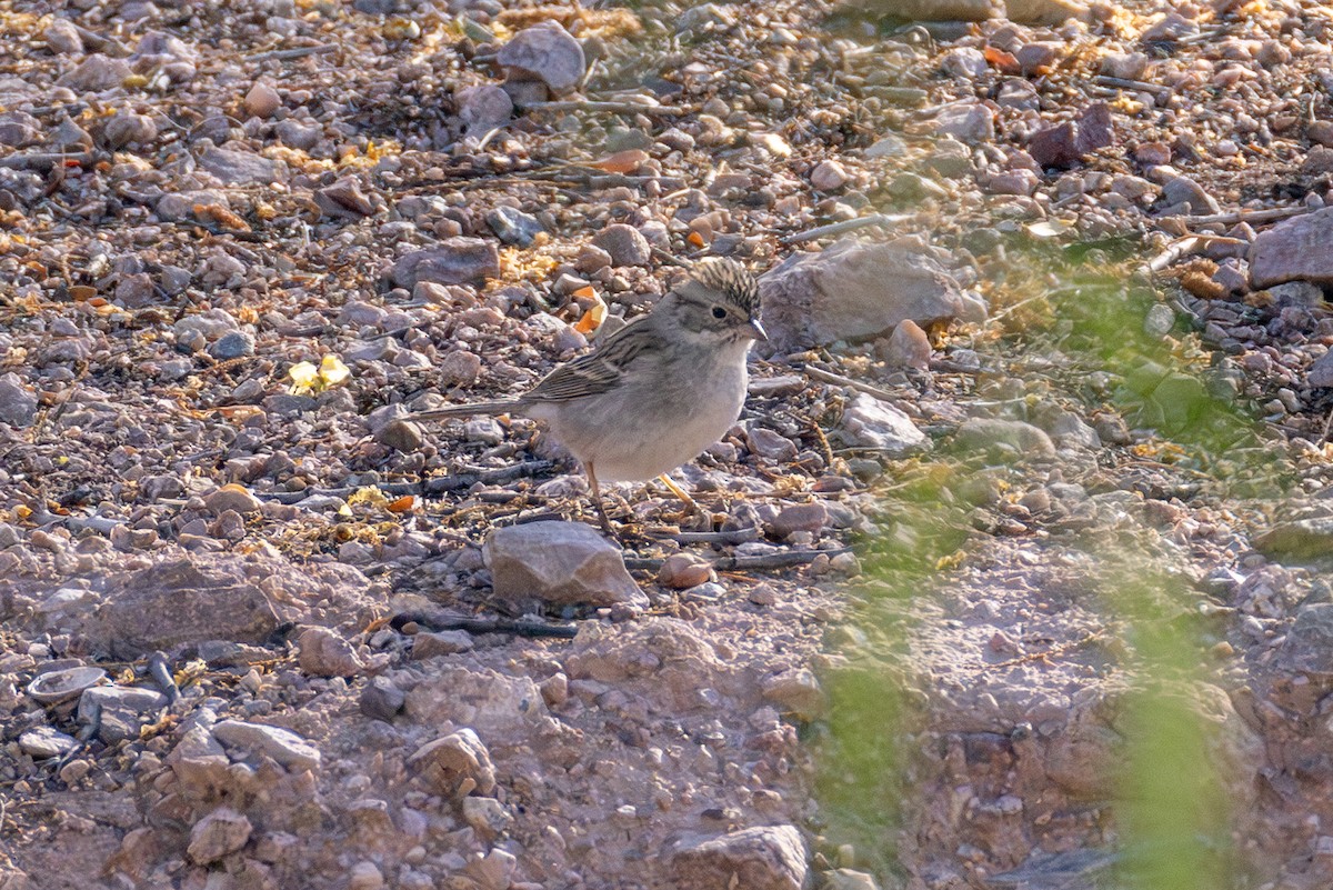 Brewer's Sparrow - ML634651616