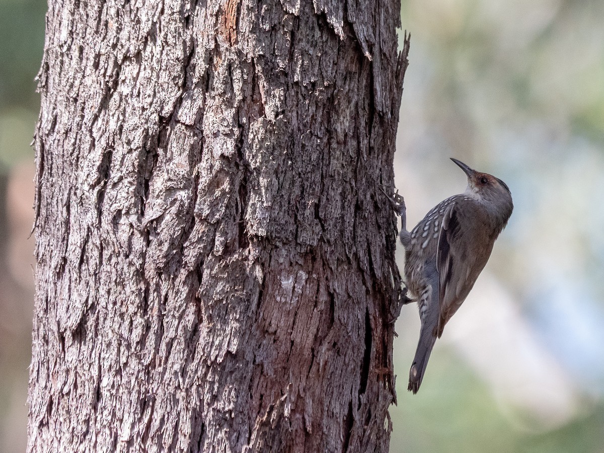 Red-browed Treecreeper - ML634651656