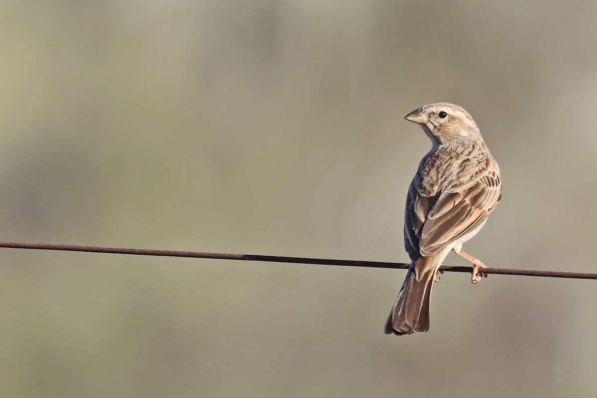 Lark-like Bunting - ML634651657