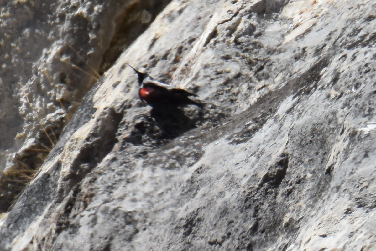 Wallcreeper - ML634651730