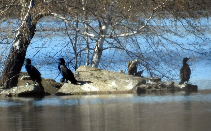 Double-crested Cormorant - ML634651801
