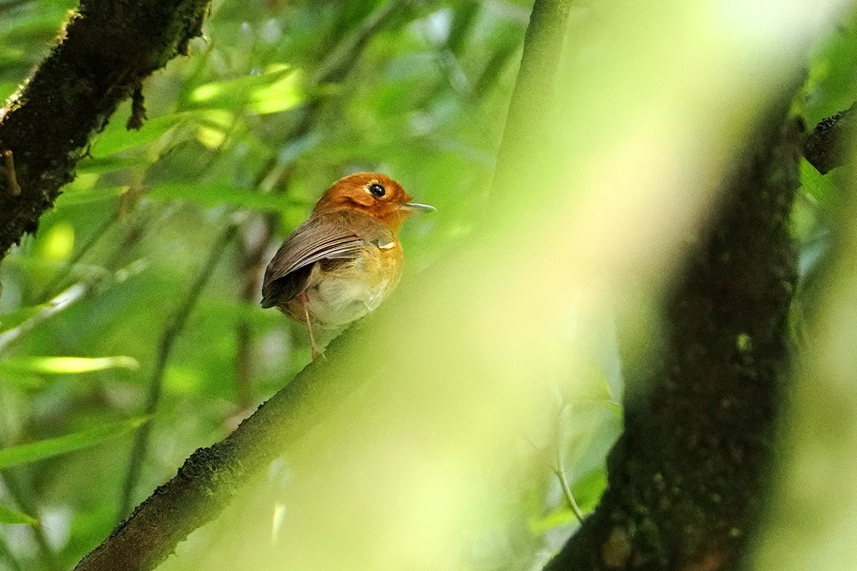 Rusty-breasted Antpitta - ML634651809
