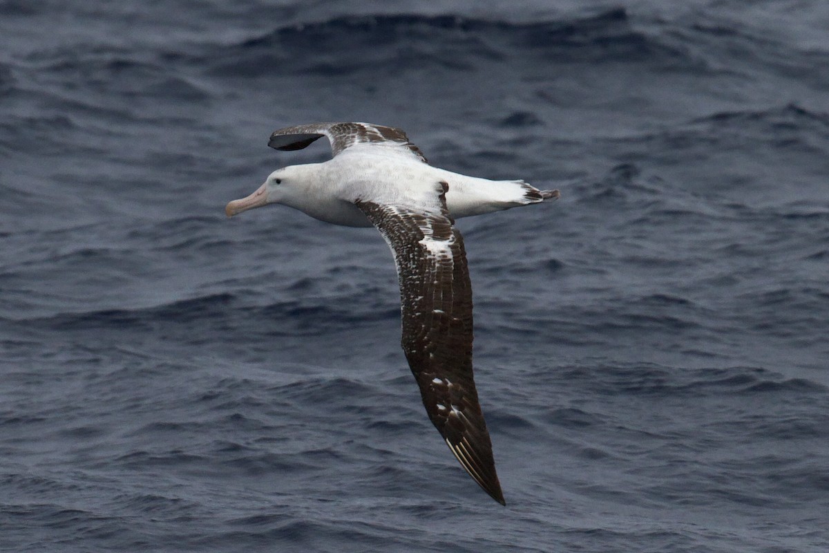 Antipodean Albatross (Gibson's) - ML634651825