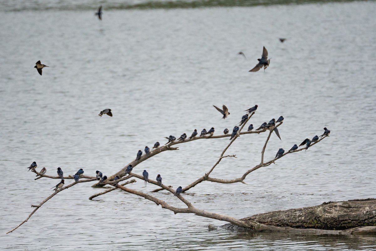 Barn Swallow - ML634651935
