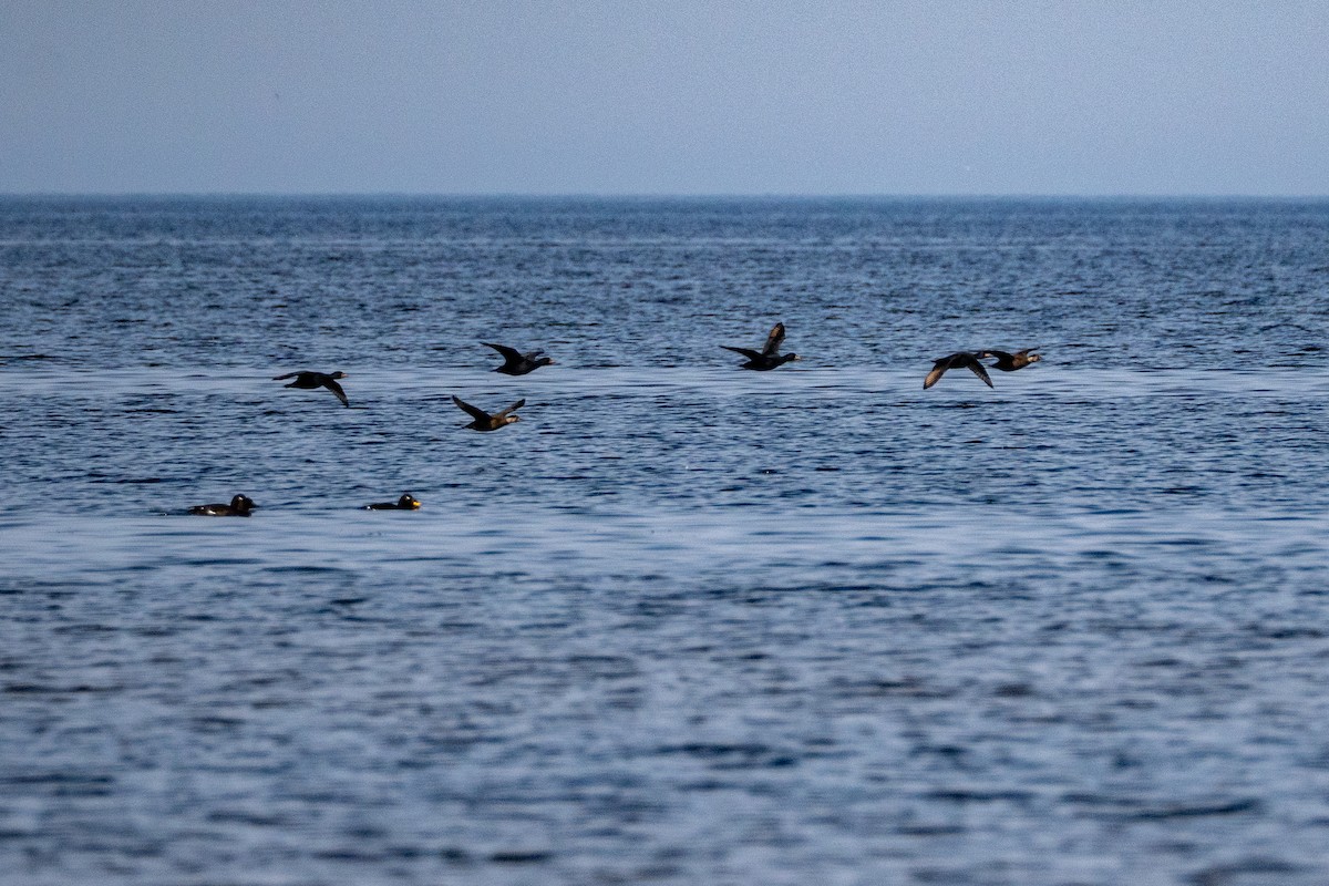 Common Scoter - ML634651981