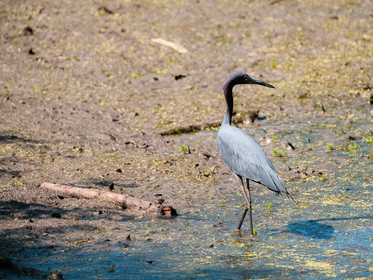 Little Blue Heron - ML634651984