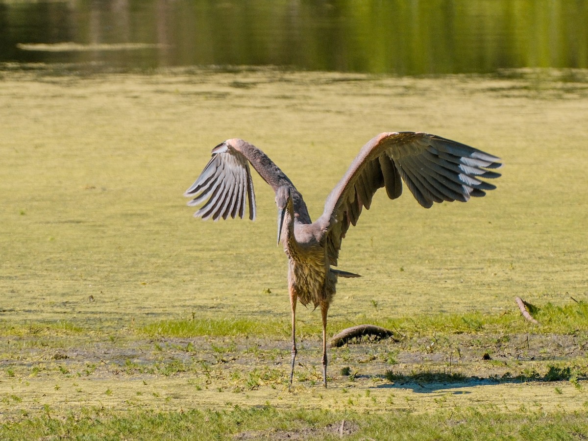 Great Blue Heron - ML634651987