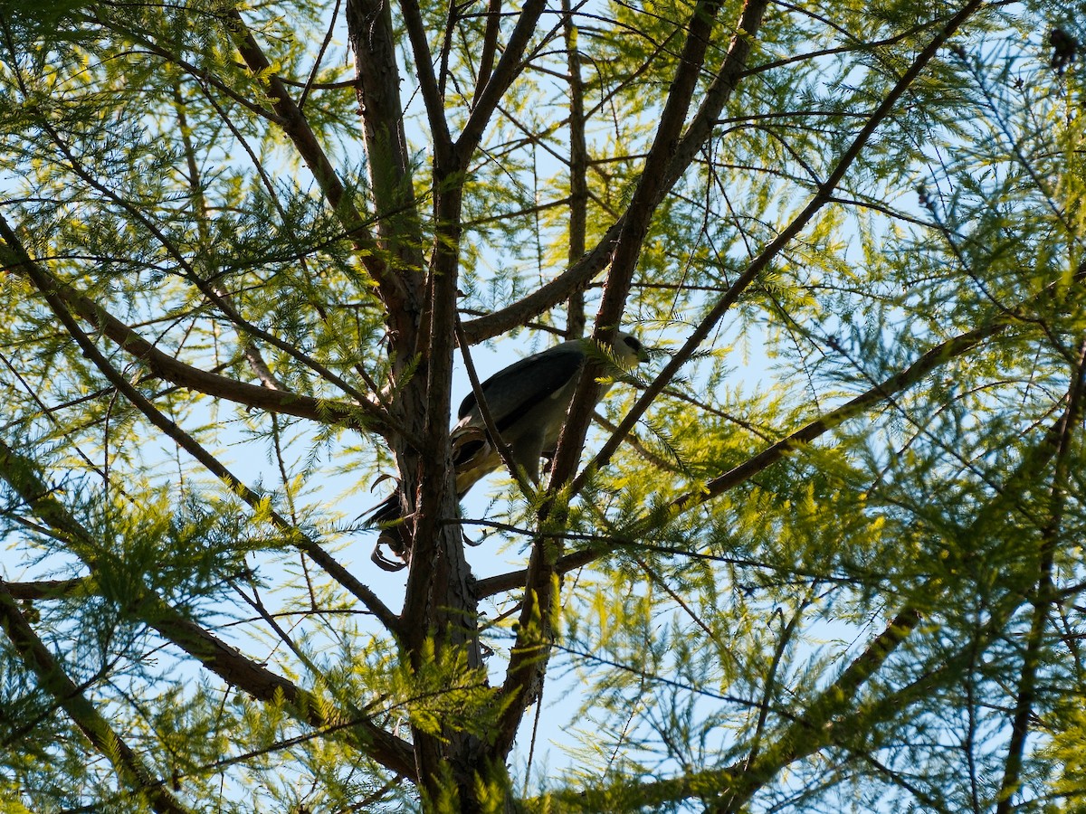 Mississippi Kite - ML634651988