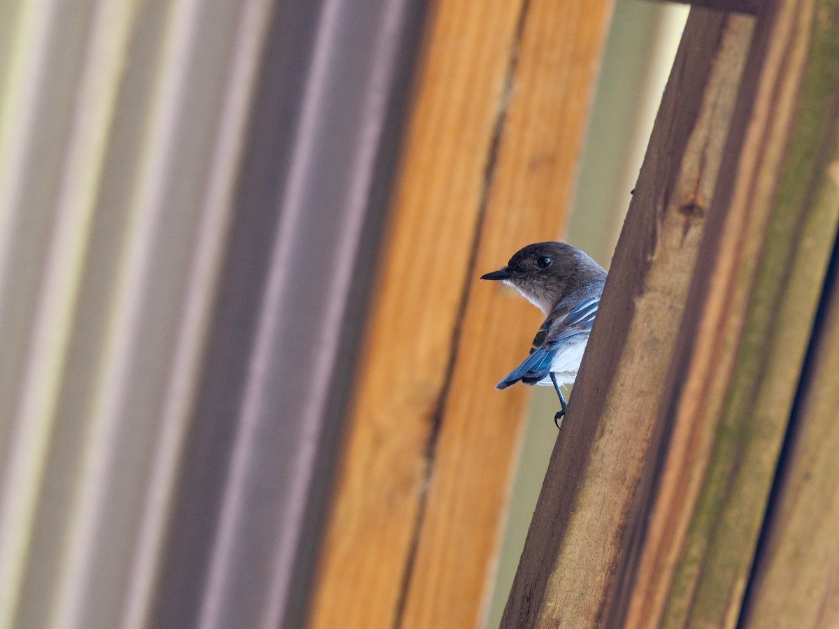 Eastern Phoebe - ML634651991