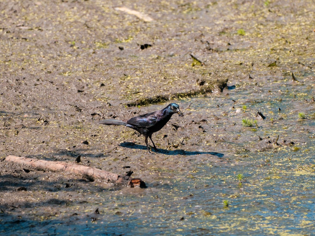 Common Grackle - ML634651994