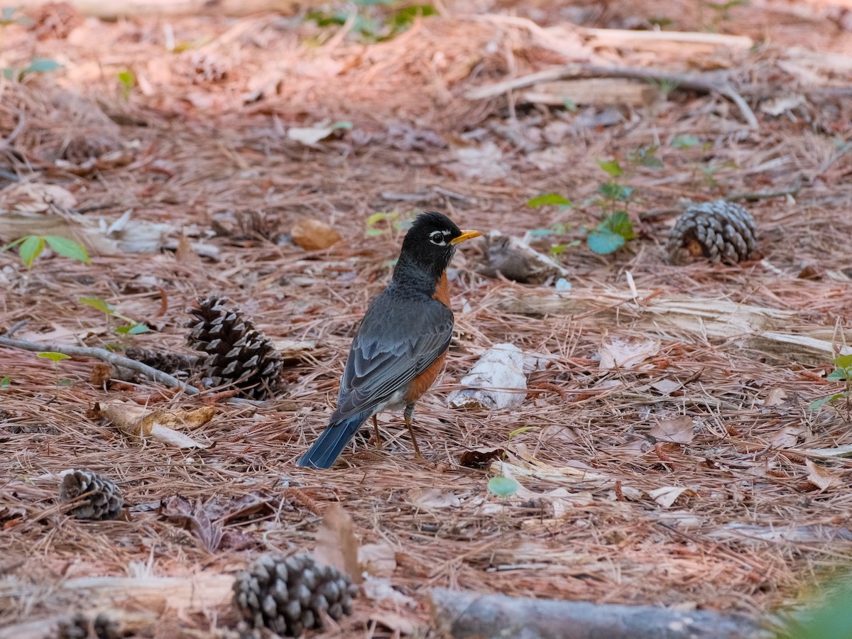 American Robin - ML634651995