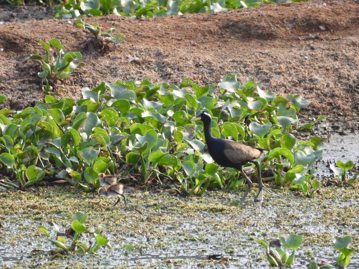 Bronze-winged Jacana - ML634652016