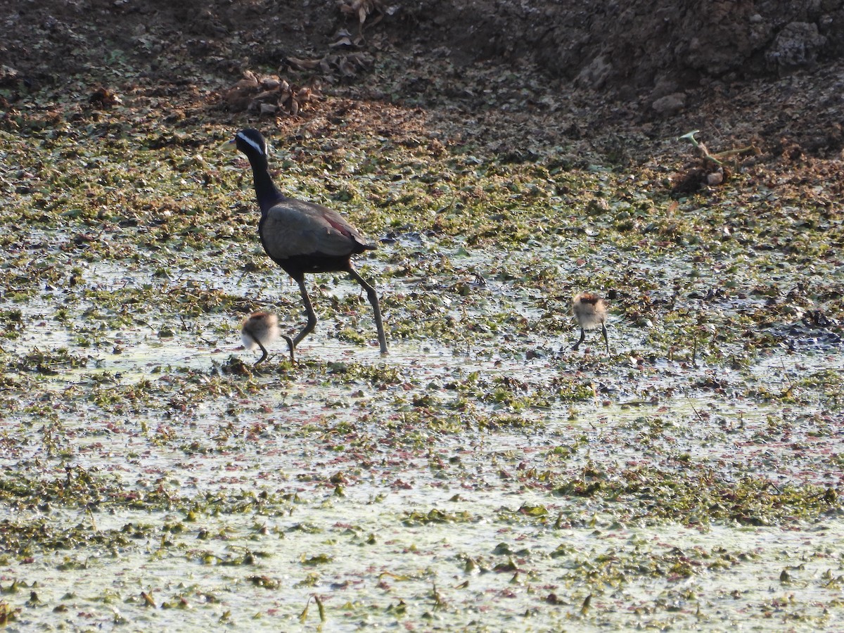 Bronze-winged Jacana - ML634652017