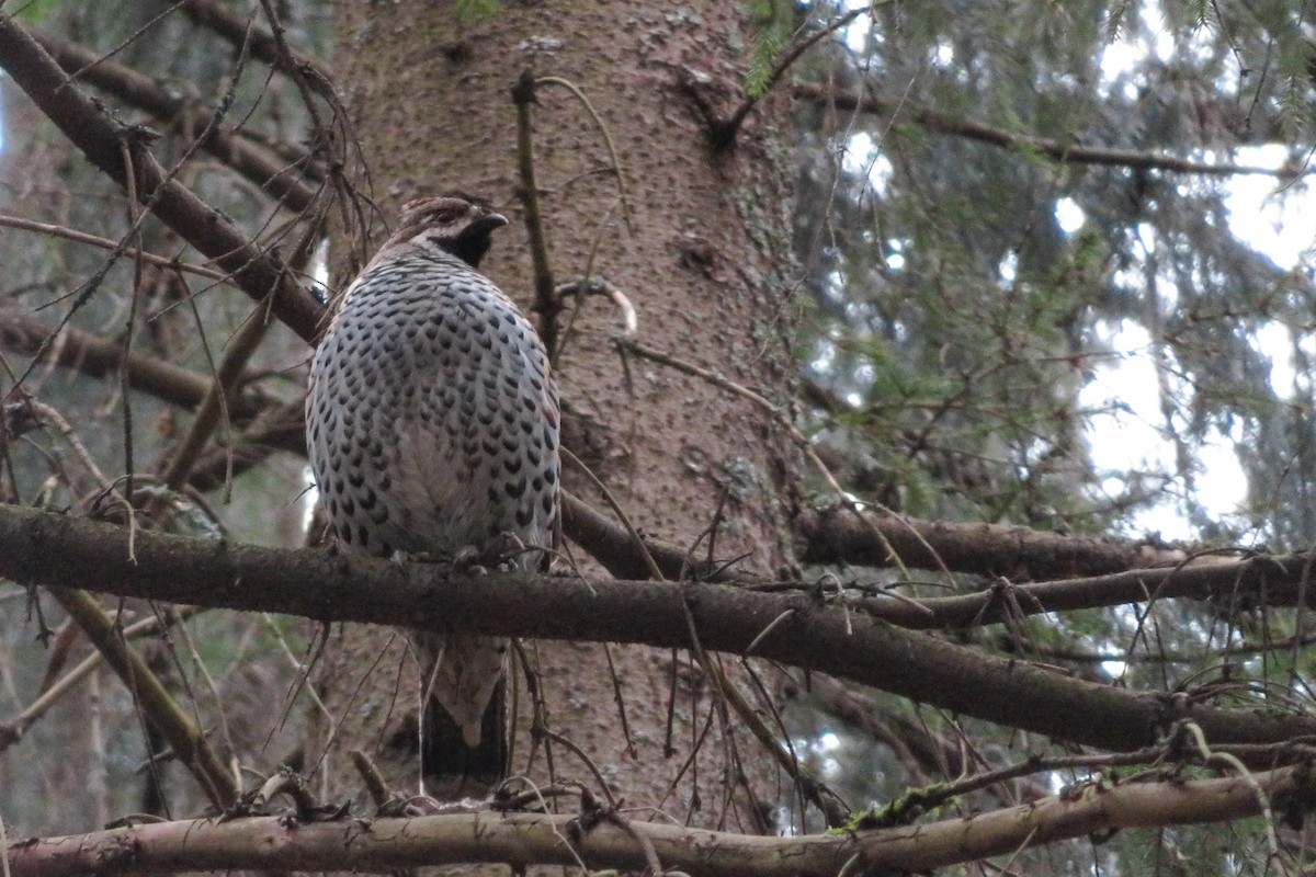 Hazel Grouse - ML634652105