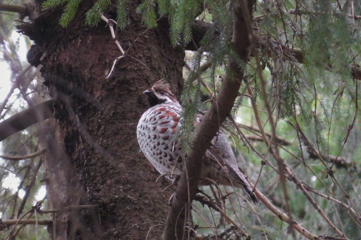 Hazel Grouse - ML634652106