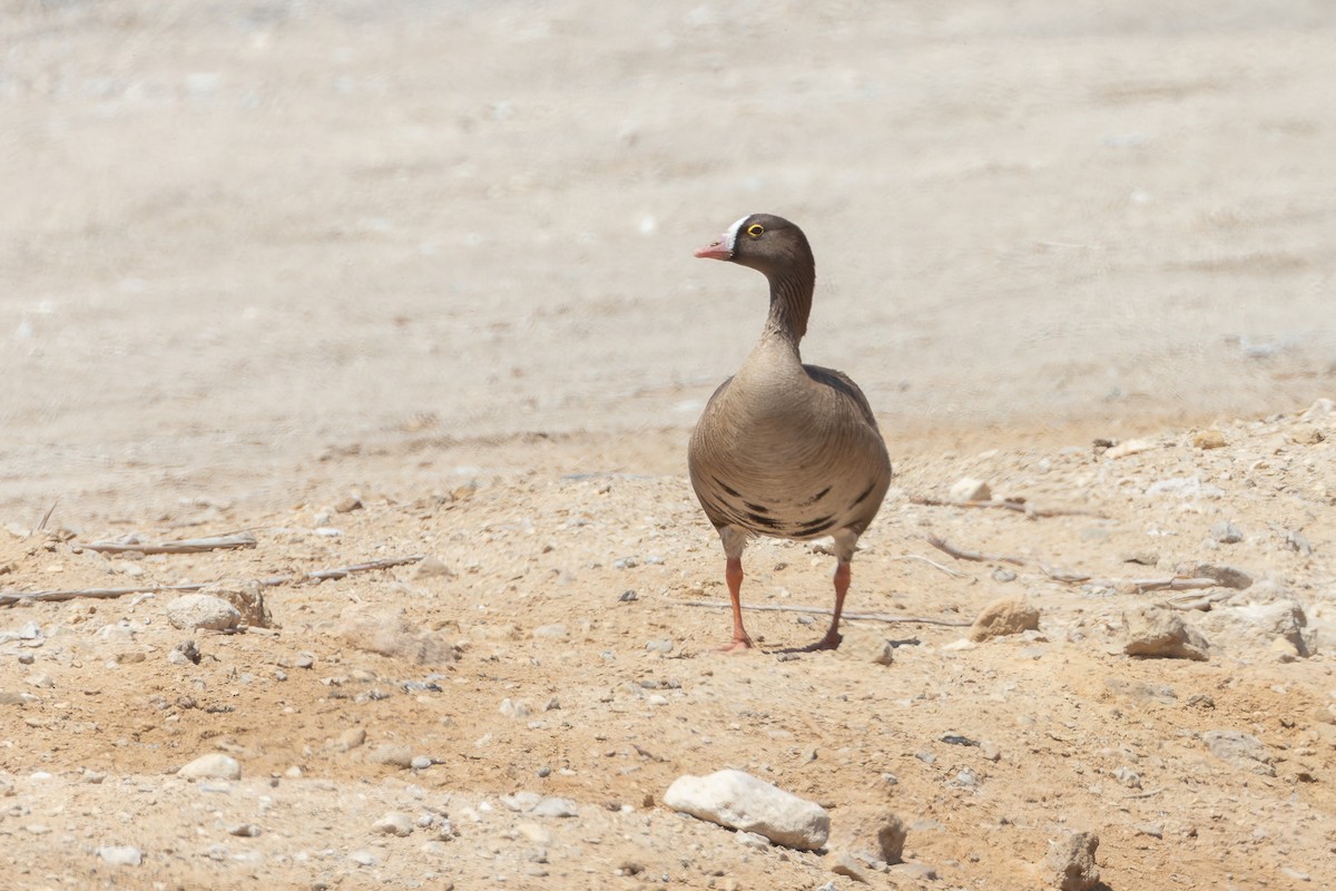 Lesser White-fronted Goose - ML634652219