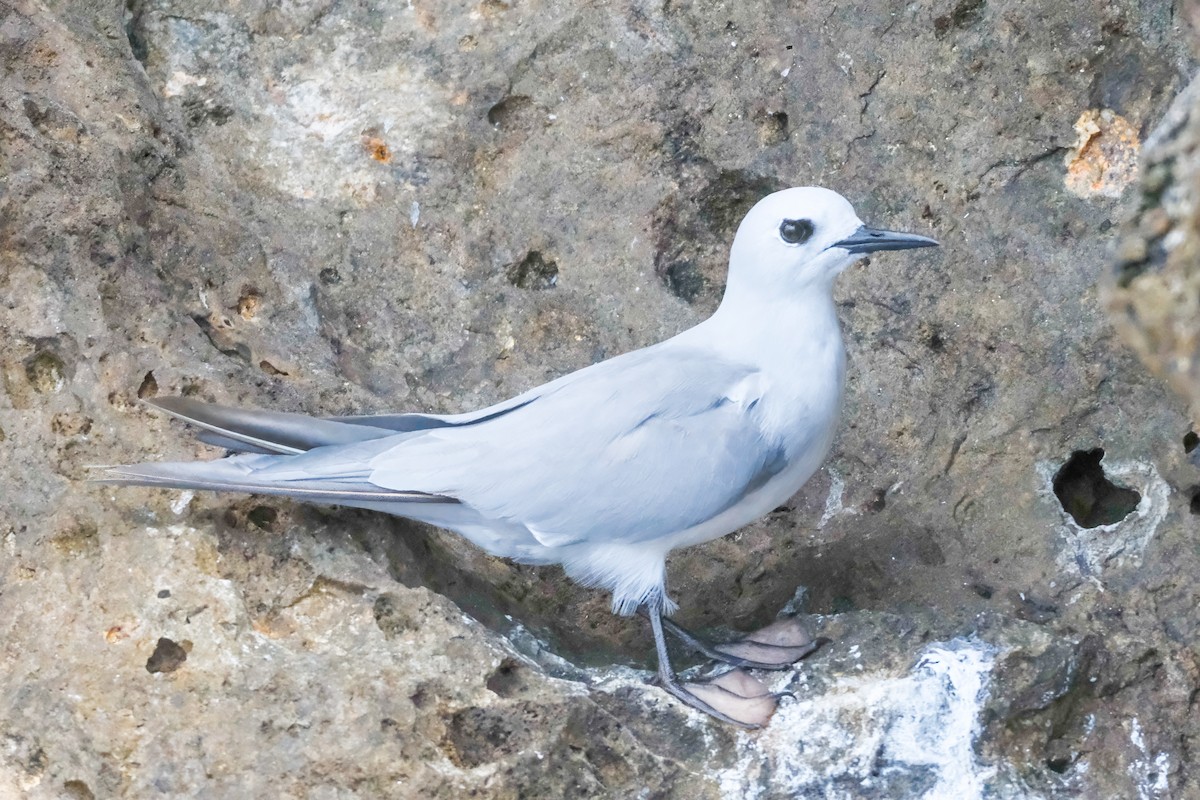 Gray Noddy - ML634652269